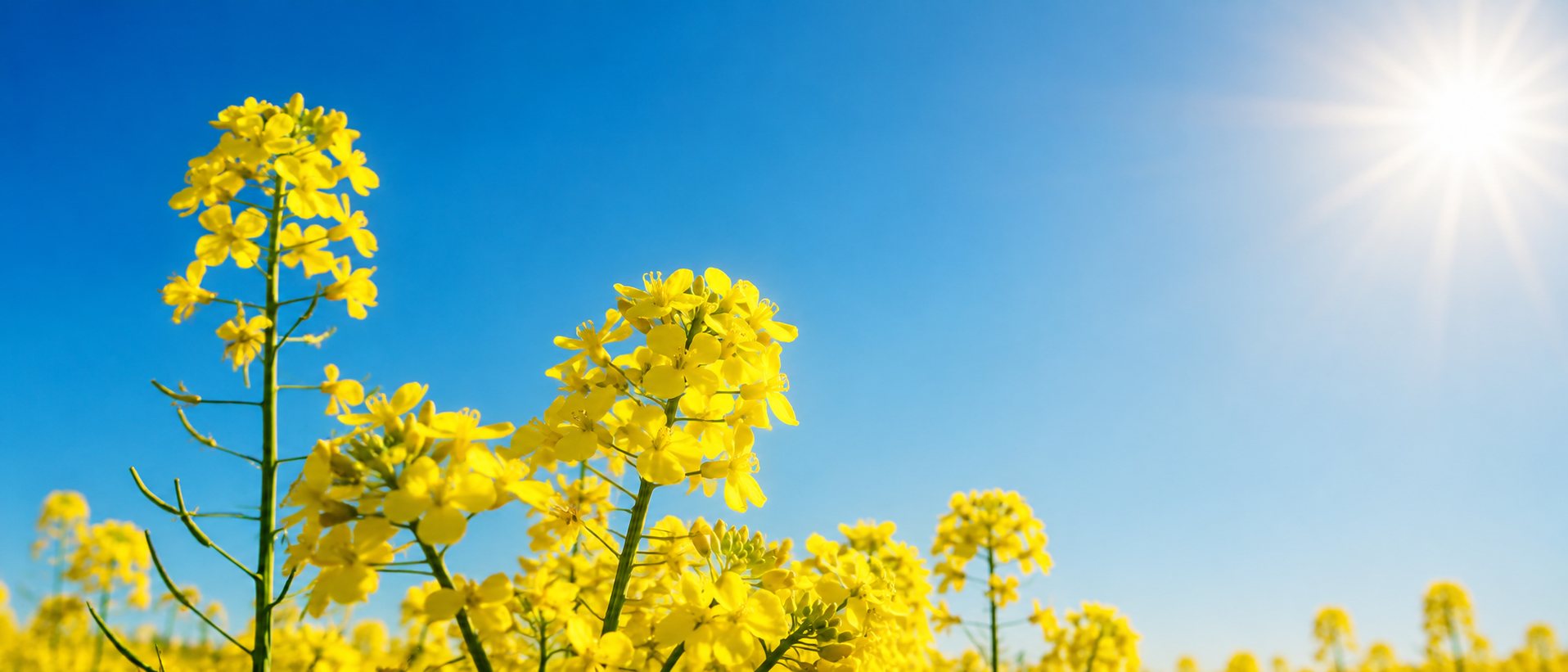 Rapsfeld unter blauem Himmel mit Sonne